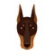 Dog breed, Doberman.Dobermann`s muzzle single icon in cartoon style vector symbol stock illustration web.