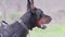 Dog breed Doberman Pinscher. Angry dog barks. Close up view.