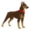 Dog breed Doberman with a red bust drawn squares, pixels. Vector illustration