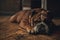 Dog breed English bulldog lies on old floor. Closeup.