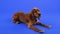 Dog breed English Cocker Spaniel lies stretched out in front of him his front paws in the studio on a blue background