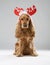 Dog breed English spaniel with Christmas antlers