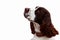 Dog breed English Springer Spaniel