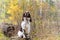 Dog breed English Springer Spaniel walking in autumn forest Cute pet sits in nature outdoors