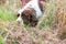 Dog breed English Springer Spaniel walking in autumn forest Cute pet sits in nature outdoors