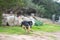 Dog breed equal to the rottweiler that runs to attack with panning effect seen from behind