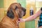 A dog breed fila brasileiro taking a shower with soap and water