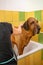 A dog breed fila brasileiro taking a shower with soap and water