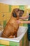 A dog breed fila brasileiro taking a shower with soap and water