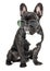 Dog breed French bulldog