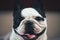 Dog Breed French Bulldog