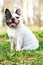 Dog breed French bulldog black and white color