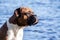 the dog breed is a German boxer male sitting on a background of blue water with small waves