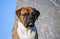 Dog breed German boxer male sitting on the background of a large stone and blue sky