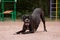 Dog breed German boxer poses for a photograph