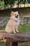 Dog breed German funny Spitz