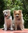 Dog breed German funny Spitz