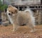 Dog breed German funny Spitz