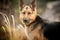 Dog breed German shepherd portrait on nature