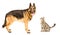 Dog breed German Shepherd and sniffing cat Scottish Straight