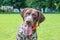 Dog breed  german shorthaired pointer with a lovely gaze , Portrait of a dog close-up_