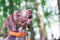 Dog breed  german shorthaired pointer with a lovely gaze , portrait of a dog close-up_