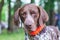 Dog breed  german shorthaired pointer with a lovely gaze , portrait of a dog close-up_