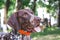 Dog breed  german shorthaired pointer with a lovely gaze , Portrait of a dog close-up_