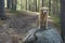 The dog breed golden retriever sitting after swimming at a large boulder on the trail in the pine forest and smiling