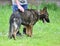 Dog breed Herder or Belgian Shepherd on a walk