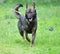 Dog breed Herder or Belgian Shepherd on a walk