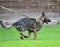 Dog breed Herder or Belgian Shepherd on a walk