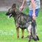 Dog breed Herder or Belgian Shepherd on a walk