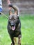 Dog breed Herder or Belgian Shepherd on a walk