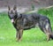 Dog breed Herder or Belgian Shepherd on a walk