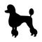 Dog breed illustration. Black silhouette Poodle Dog.