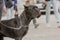Dog of breed Italian Cane Corso for a walk with the owner