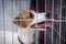 Dog breed jack russel terrier sits in an iron cage sticking out his tongue