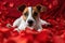 dog breed Jack Russell lies on bed with rose petals