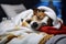 dog breed Jack Russell sleeps on bed under covers