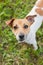 Dog breed Jack Russell Terrier in a collar stands in a park on the green grass