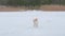 Dog breed Jack Russell Terrier funny runs on the ice of the lake against the backdrop of the forest