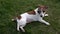 Dog breed Jack Russell Terrier is lying on the grass and resting.