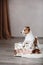 Dog breed Jack Russell Terrier portrait dog on a studio color background