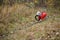 Dog breed Jack Russell Terrier in a red raincoat carries in his mouth a jumping ring toy in a green forest