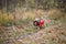 Dog breed Jack Russell Terrier in a red raincoat carries in his mouth a jumping ring toy in a green forest