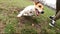 Dog breed Jack Russell Terrier runs around a man