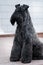 Dog breed kerry blue terrier