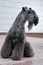 Dog breed kerry blue terrier sitting and looking