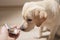 Dog breed Labrador gets pills, vitamins, delicacy from hand of owner. Concept pets and healthcare.